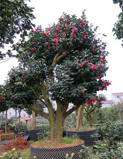 茶花大树 油茶嫁接全国承接