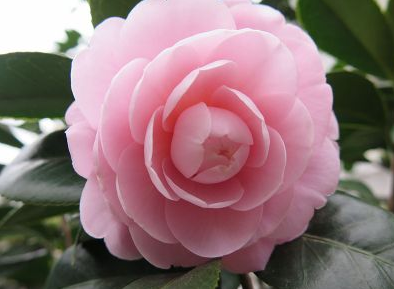 浙江供应嫁接茶花技术服务