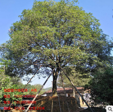 出售金桂 八月桂 丹桂 成品树 园林 原装树 大量桂花树