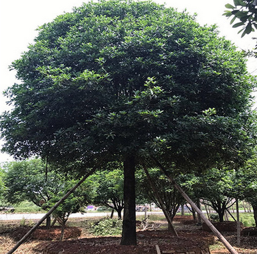 出售金桂 丹桂 八月桂 四季桂 成品树 原装树 大量桂花树