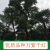 “万紫千红”树林场直销、还有其他地苗、树木、树苗等其他优质树