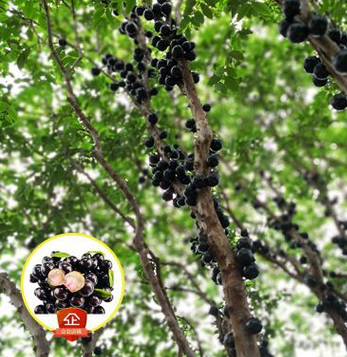 台湾沙巴嘉宝果苗基地直销批发5年苗树葡萄珍宝果盆栽地栽苗