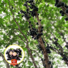 台湾沙巴嘉宝果苗基地直销批发5年苗树葡萄珍宝果盆栽地栽苗