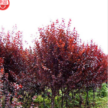 基地直销 红叶李 规格齐全 品质优 易栽种 成活率高