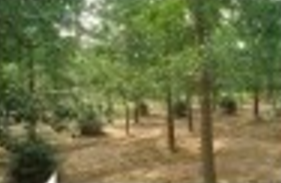 2至80公分银杏实生苗嫁接苗