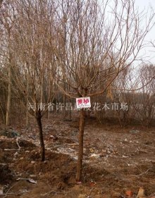 河南许昌大叶女贞