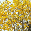 黄花风铃木5-7分供应