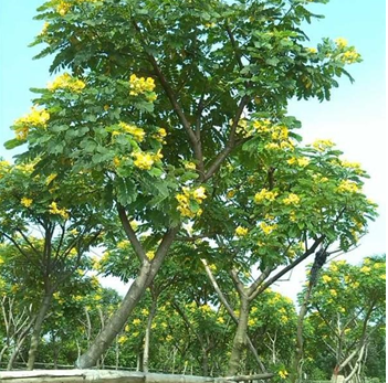 供应6-7分黄槐（袋苗）