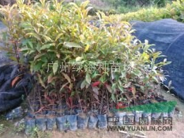 供应20-100公分高山杜英苗