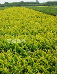 江苏宿迁金叶水蜡20到80高