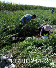 河北保定水蜡，水蜡小苗