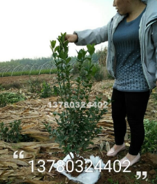 河北保定大叶黄杨80