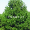 陕西西安1-4米白皮松，5米白皮松