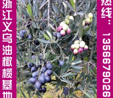 基地大量供应优质油橄榄挂果大树油橄榄小苗移栽2年大树图2