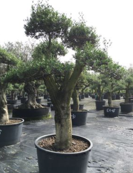 提供优质油橄榄苗木图3