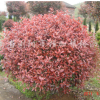 红叶石楠