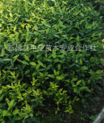 郁金香 茶苗图3