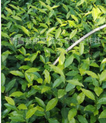 郁金香 茶苗图2