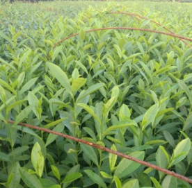 茶苗 水晶茶图2