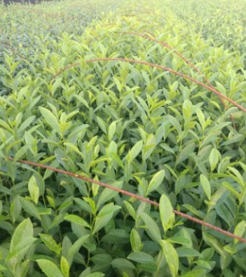 茶苗 水晶茶图3