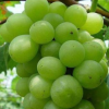 供应优质葡萄小苗 高品质夏黑嫁接阳光玫瑰葡萄种苗 各种葡萄苗