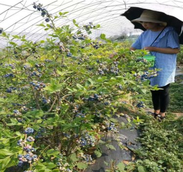 蓝莓苗的种植方法PH值的范围 裕农20年专业培育适应南北方蓝莓苗图3