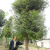樟树（香樟）Φ8-50cm