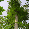 安徽阜阳出售300棵30年树龄的杜仲树