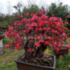 映山红盆景