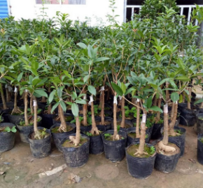 桂花树、出售桂花树、桂花树
