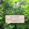 枫香8-20公分