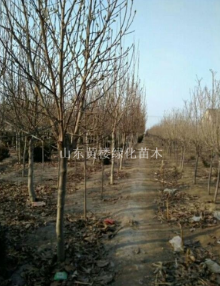 山东潍坊紫玉兰图2