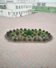 蓟县卫矛球图2