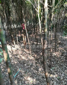 浙江嘉兴小香樟图2