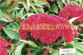 行道树及彩叶树