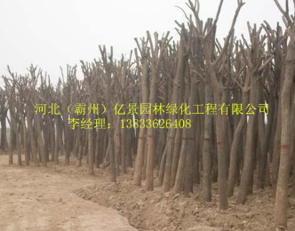 乔灌木图2