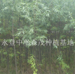 甘肃兰州速生柳图2