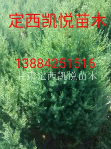 甘肃定西甘肃刺柏图2