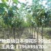 20公分晚樱