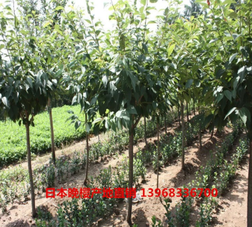 厂家直销8公分樱花