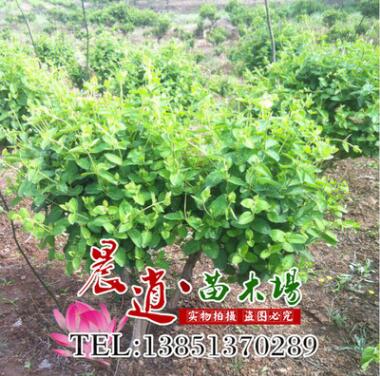 批发供应优质金银花树苗 金银花苗 药用树苗1-6年大苗规格