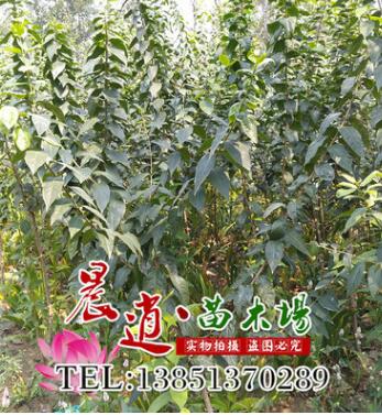 地腊梅工程绿化苗木腊梅 可嫁接 规格齐全 耐寒耐旱素心梅
