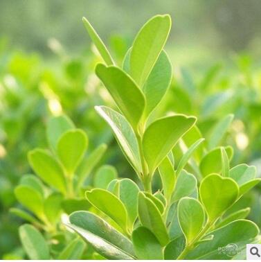 现货供应冬青苗 规格齐全绿化工程苗图2