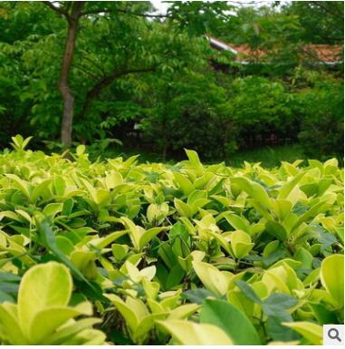 现货供应冬青苗 规格齐全绿化工程苗图3