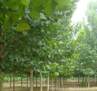 供应各种绿化工程苗 速生法桐苗基地直销易成活 规格齐全量大从优图2