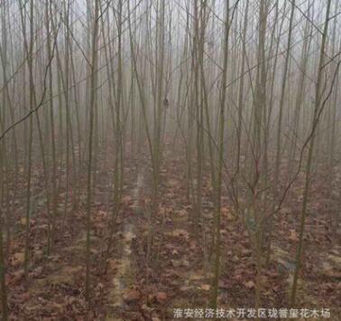 供应各种绿化工程苗 速生法桐苗基地直销易成活 规格齐全量大从优图3