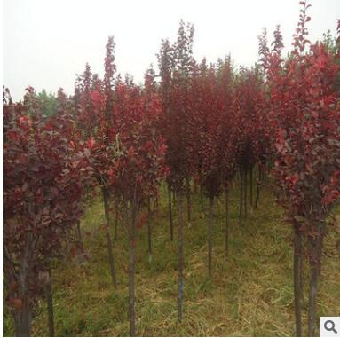 速生紫叶李红叶李树小苗 庭院园林工程绿化图2