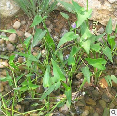 基地直销花卉梭鱼草 兰花雨久花苗 水体绿化海寿花苗 水体净化苗图3