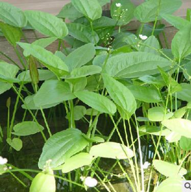 基地直销花卉梭鱼草 兰花雨久花苗 水体绿化海寿花苗 水体净化苗图2