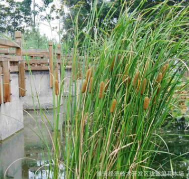 批发黄菖蒲 水生花卉植物金边菖蒲苗 园林湿地绿化